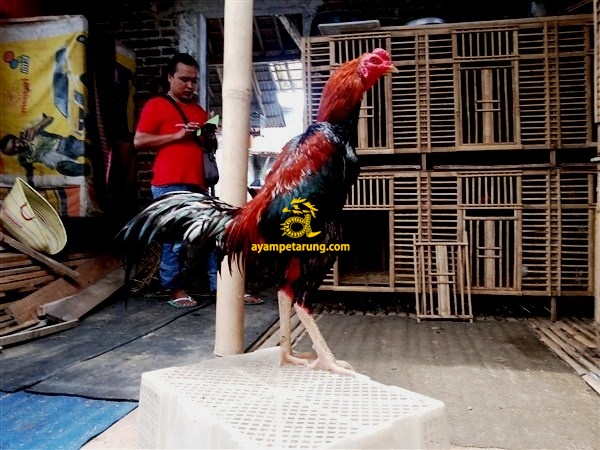 ayam bangkok aduan