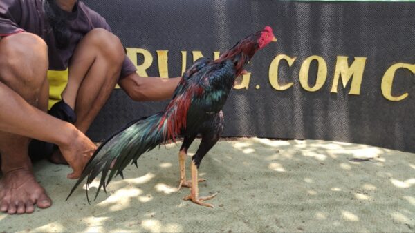 Ayam Aduan Jenis Baru Lebih Mematikan VEYRON KLABANG